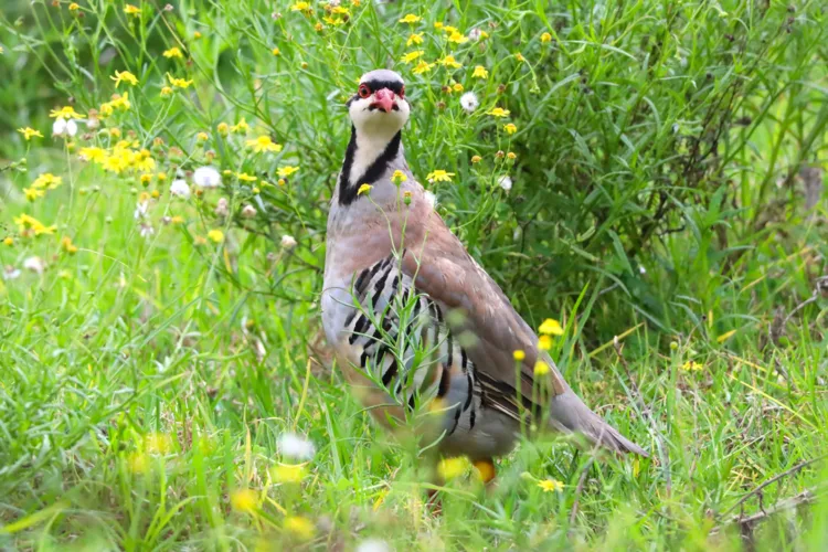 Photo of the Day: Chukar on Maui